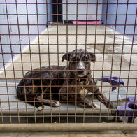 An abandoned dog laying on a bed in a shelter