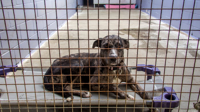 An abandoned dog laying on a bed in a shelter