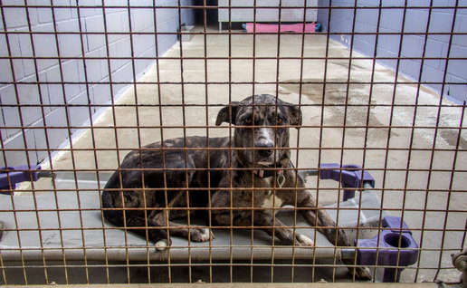 An abandoned dog laying on a bed in a shelter