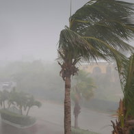Palm tree swaying in rain storm