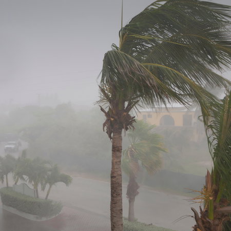 Palm tree swaying in rain storm