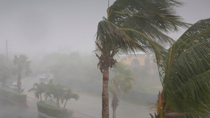 Palm tree swaying in rain storm