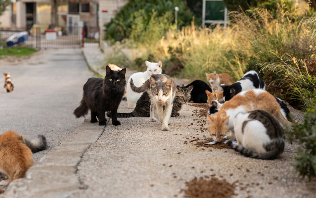 Spains street cats: Scientists say colonies should go as 180 million wild animals killed a year Opinions on street-cat colonies divide neighbours, friends, councils and rescue groups. People these days care more about animal welfare than […]