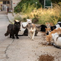 Food left for feral cats.