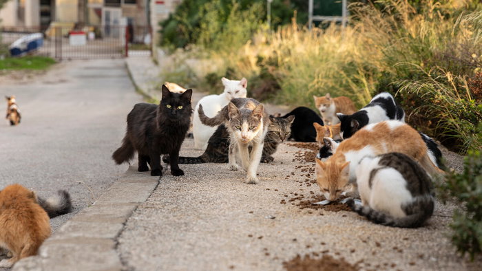 Food left for feral cats.