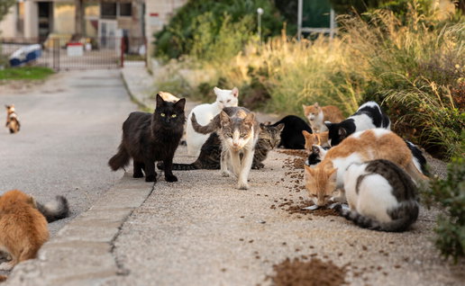 Food left for feral cats.