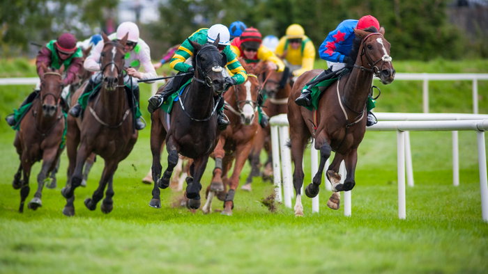 Races horses with their jockeys galloping close together on the turf.
