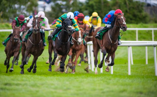 Races horses with their jockeys galloping close together on the turf.