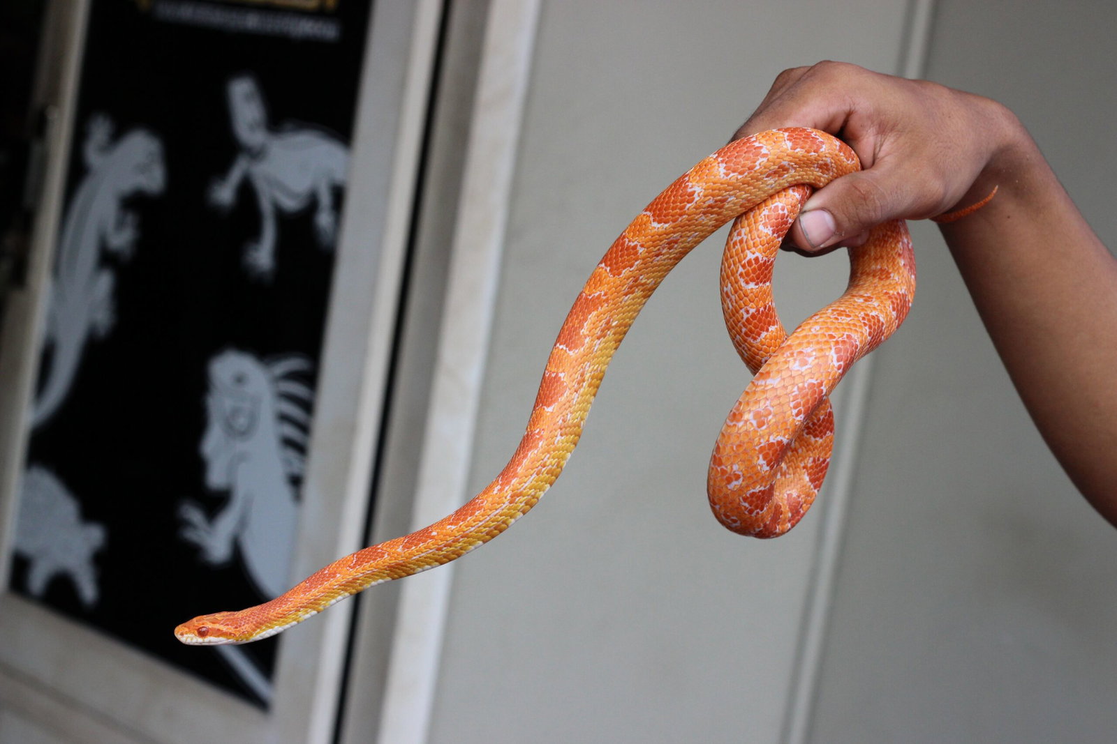 Snake in the bread aisle: bizarre supermarket discovery exposes exotic pet problem