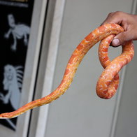 An orange corn snake being held