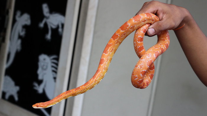 An orange corn snake being held