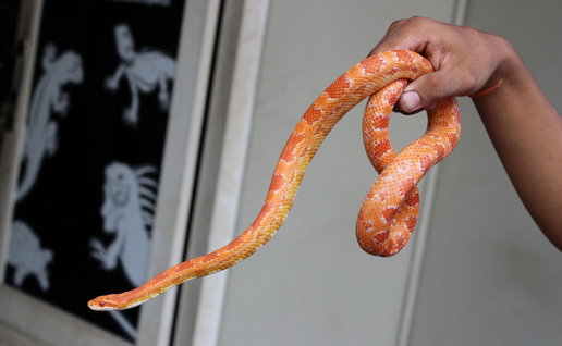An orange corn snake being held