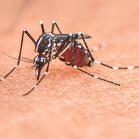 Tiger mosquito.