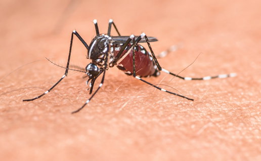 Tiger mosquito.