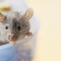 A close up shot a small mouse in a food in a food container