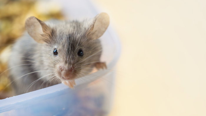 A close up shot a small mouse in a food in a food container