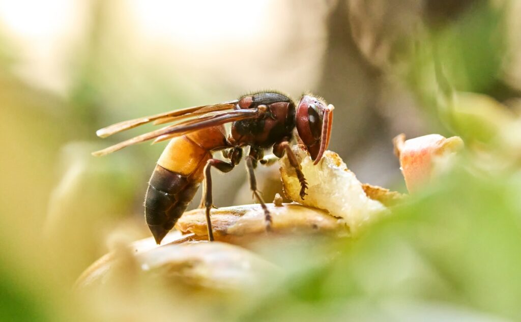 Yellow band hornet or yellow socks? How to tell Andalucia’s two hornet invaders apart