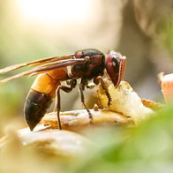 Asian hornet, or oriental hornet? And is it dangerous?
