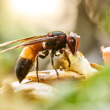 Asian hornet, or oriental hornet? And is it dangerous?
