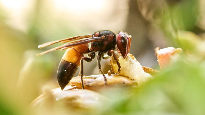 Asian hornet, or oriental hornet? And is it dangerous?