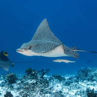 Eagle ray