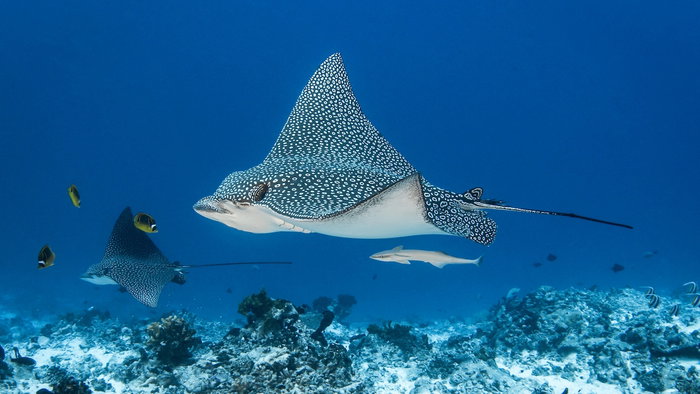 Eagle ray
