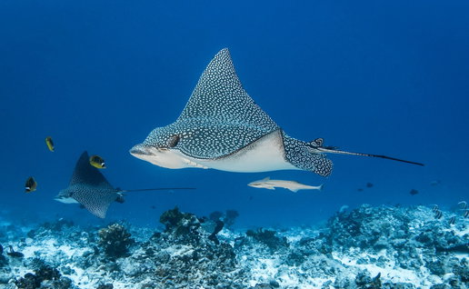 Eagle ray