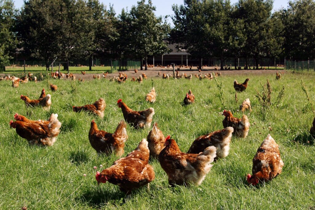 This Spanish supermarket delivers a major win for animal welfare in Spain