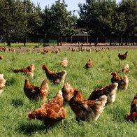 Free range chickens in a large grass field