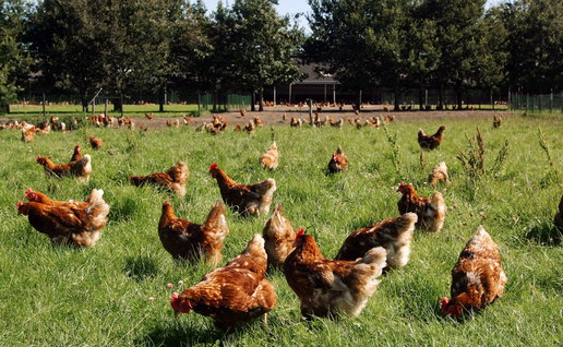 Free range chickens in a large grass field