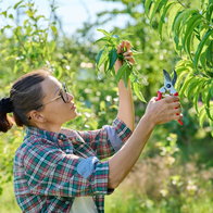 San Miguel offers free garden pruning collection and recycling service.