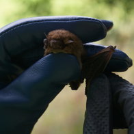 A pair of hands wearing gloves holding a European bat
