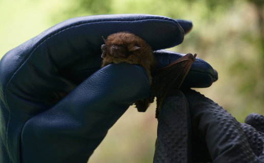 A pair of hands wearing gloves holding a European bat