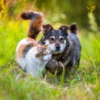 Animal charities bring fundraising events to San Miguel and Villamartin.