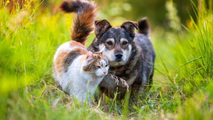 Animal charities bring fundraising events to San Miguel and Villamartin.