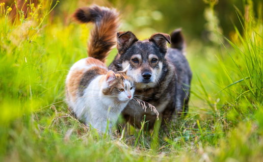 Animal charities bring fundraising events to San Miguel and Villamartin.