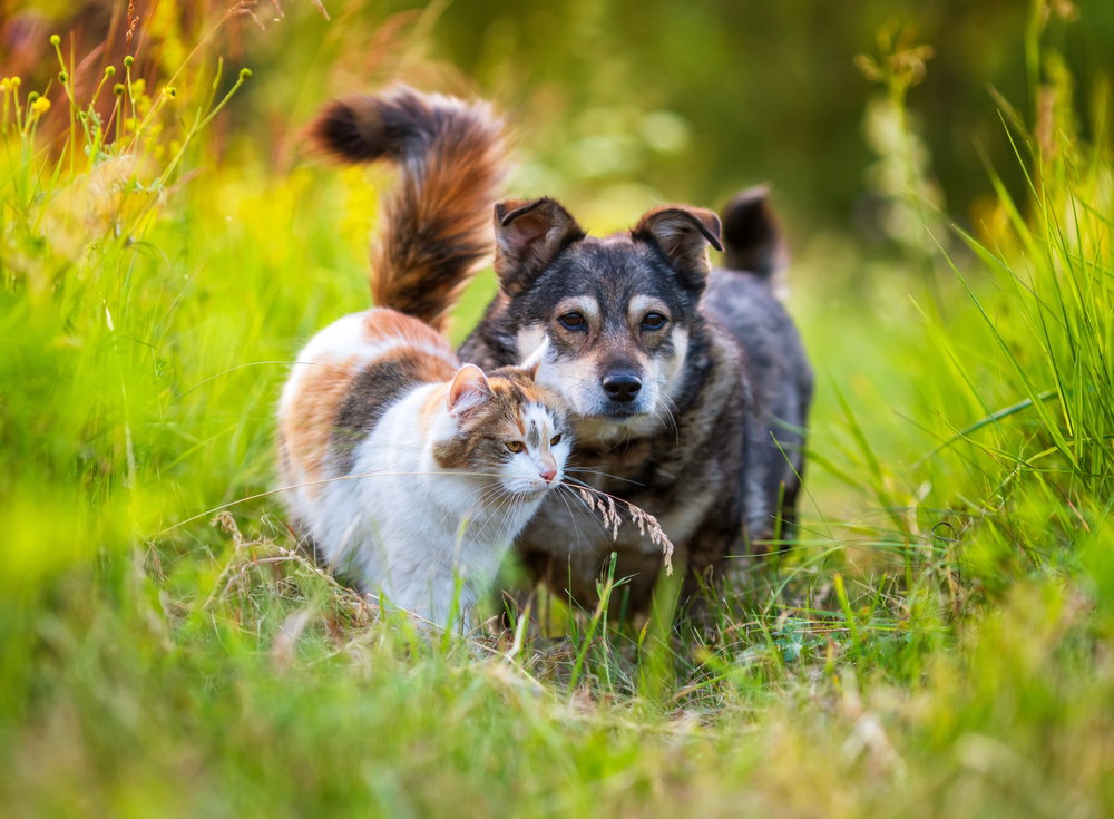 Animal charities bring fundraising events to San Miguel and Villamartin