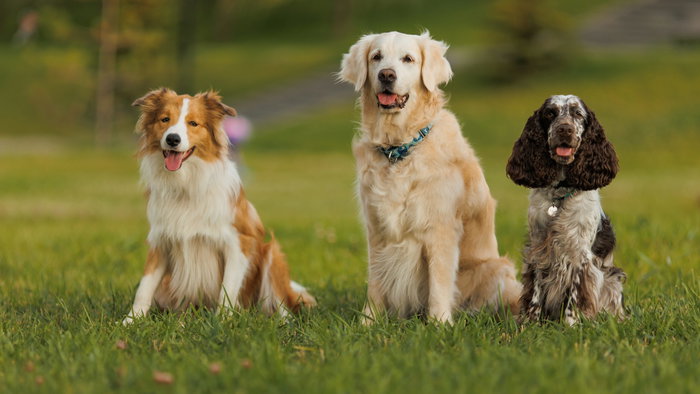 Charity dog show in Algorfa raises funds for two animal rescue groups.