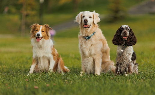Charity dog show in Algorfa raises funds for two animal rescue groups.