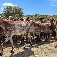 A herd of goats walking on a rural path in Southern Spain