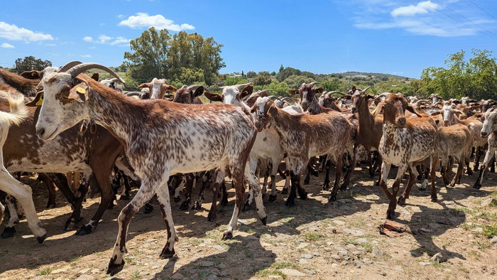 A herd of goats walking on a rural path in Southern Spain
