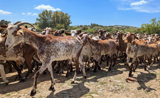 A herd of goats walking on a rural path in Southern Spain