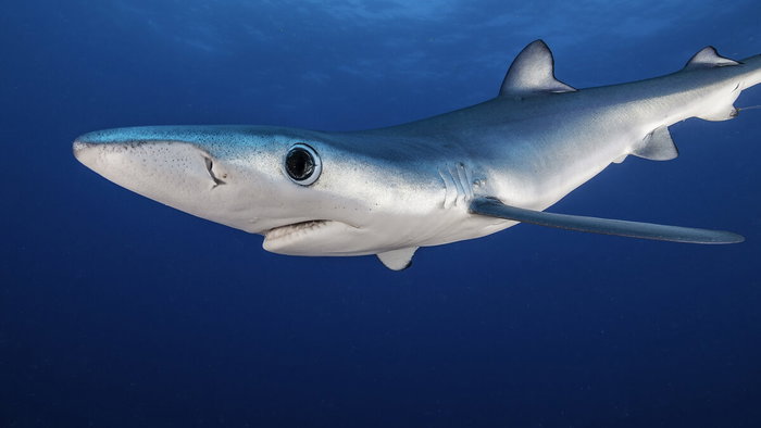 Blue shark off the coast of Almuñecar.