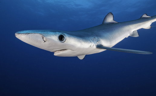 Blue shark off the coast of Almuñecar.