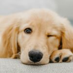 Enjoy popcorn, movies and puppies at this El Campello charity cinema night