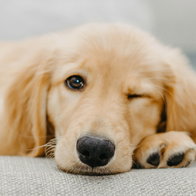 A puppy.