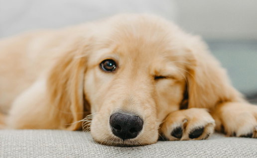 A puppy.