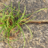 weeds