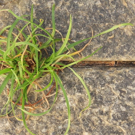 weeds