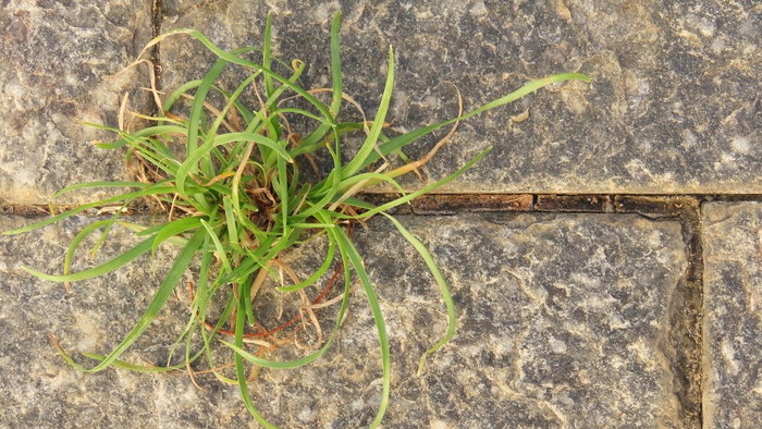 weeds